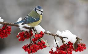 Hd Wallpaper Birds And Flowers Flower And Bird Scenery Hd Wallpaper Winter Bird Bird Pictures Beautiful Birds
