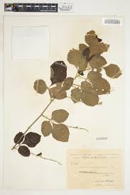 Image result for Allophylus rubifolius