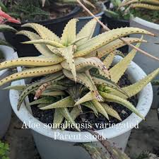 Image result for Aloe ballii