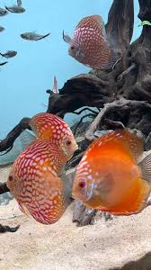 Do Fish Ever Get Bored In Fish Tanks? - Bbc Science Focus Magazine