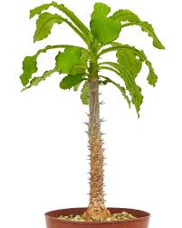 Image result for Monadenium