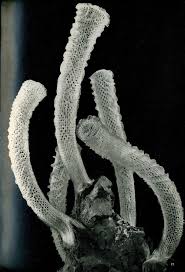 Venus Flower Basket Euplectella Aspergillum A Sponge That Lives In Deep Ocean Around The Philippines It Builds I Deep Sea Animals Sea Plants Flower Basket