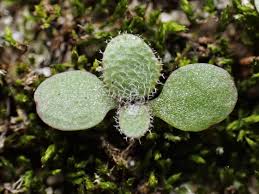 Image result for Turritis