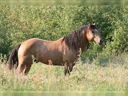 The american buckskin registry was founded in america in 1962 which also registers dun and grulla colored horses. Ari Mustang American Stallion Buckskin