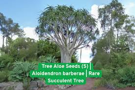 Image result for Aloidendron barberae