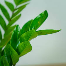 Image result for Zamiokulkas Zamioculcas