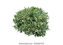 Image result for Suregada procera