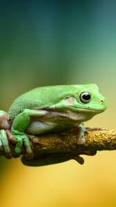 Pokemon character wallpaper, pokémon, frog, greninja (pokémon). Green Frog Wallpaper Iphone Android Desktop Backgrounds
