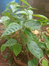 Image result for Croton megalocarpus