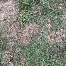 On 06/12/2021 excellent communication, very polite and clearly set expectations. Elite Lawn Care 12 Photos Pest Control Oklahoma City Ok Phone Number Yelp