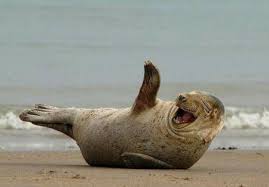 Benjamin franklin on having faithful friends 50 Funny Stupid Jokes Guaranteed To Make Your Mates Laugh Yellow Octopus