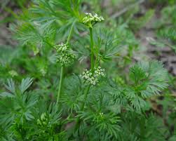 Image result for Rhynchosia sordida