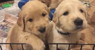 They are the third most popular dog breed in the united states because they are not golden retrievers came to america much later with american kennel club registering its first retriever in 1925. Litter Of 9 Golden Retriever Puppies For Sale In Pendleton Sc Adn 24874 On Puppyfinder Com