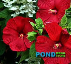 Image result for Hibiscus mutatus