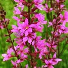 Image result for Lythrum