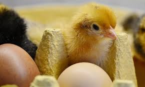 Die jungtiere heißen allgemein küken. Eierkauf Ohne Kukentoten