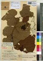 Image result for Ampelocissus africana