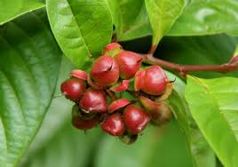 Image result for Swertia tetrandra