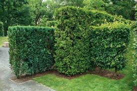 Examples from the pons dictionary (editorially verified) die hecke scheren. Garten Mit Hecken Gestalten Mein Schoner Garten