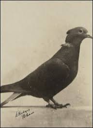 Bbc News In Pictures In Pictures World S Hero Pets Animals Racing Pigeons Hero World