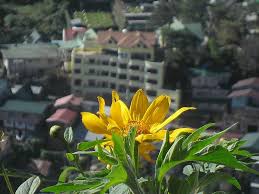 Sunflowers are usually grown from seed. Marapait Of The Hill Hills Baguio City Mix Photo
