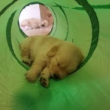Check spelling or type a new query. The Cutest Golden Retriever Puppies Ever