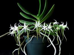 Image result for Cyrtorchis arcuata