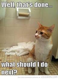 We did not find results for: Good Job Catmemes