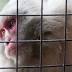 Sydney researchers conducting 'Frankenstein-like' experiments on ...