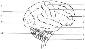 The body and its parts arnold zwicky s blog. Blank Diagram Of The Brain Aof Com Brain Diagram Gross Anatomy Cranial Nerves