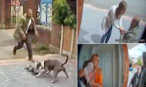 We really like cat crimes for the logic and reasoning needed in order to be successful. Staffordshire Bull Terriers Maul Cat To Death In Worcester Daily Mail Online