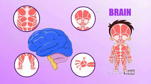 Check spelling or type a new query. Brain Human Body Parts In Tamil Animated Videos Youtube