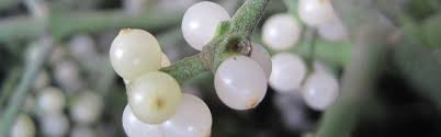 The composition of mistletoe depends on the tree, where it parasitizes. Where To Buy Mistletoe Fresh Harvested Texas Mistletoe