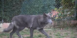 Beim vdh wird die rasse unter saarloos wolfhond angegeben und beim fci unter saarlooswolfhond. Amerikanischer Wolfhund Awh Chwolf Org