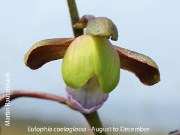 Image result for Eulophia coeloglossa