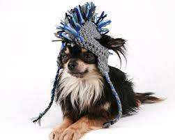 Pin On Doggy Fashionistas