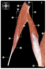 Learn vocabulary, terms and more with flashcards, games and other study tools. Aspetar Sports Medicine Journal What Is A Hamstring Injury