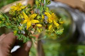 Chiamata anche pianta di san giovanni poichè secondo tradizione i fiori vengono raccolti il giorno di san givanni il 24 giugno. Iperico L Erba Cacciadiavoli