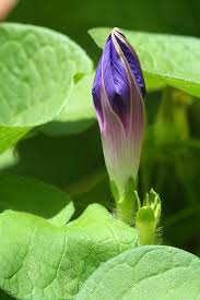 Maybe you would like to learn more about one of these? Deep Purple Morning Glory Morning Glory Flowers Garden Vines Morning Glory