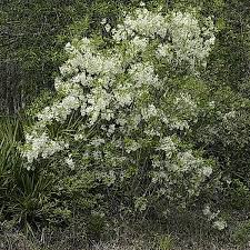 Image result for Chionanthus