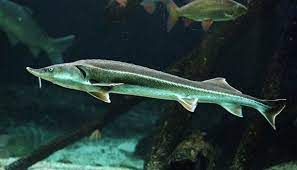 May eat smaller fish or fry. Sterlet Acipenser Ruthenus Encyclo Fish