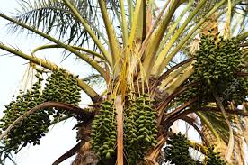 Descriptions of the flavor of the fruit vary, but generally speaking, it appears to be both sweet and tart. Close Up View Of The Crown Of Date Palm Tree With Green Fruits Stock Photo Picture And Royalty Free Image Image 15424423