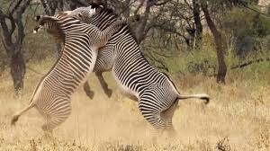 Here the list of 10 amazing animals found only in africa. Best Of African Animals Top 5 Bbc Earth Youtube