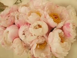 Proponi una nuova soluzione fiori simili alle rose. I Fiori Piu Belli Per Un Matrimonio Silviadeifiori