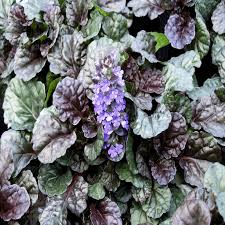 Image result for Ajuga integrifolia