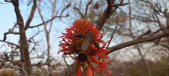 Image result for Erythrina abyssinica × lysistemon