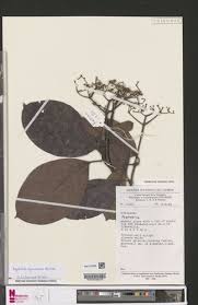 Image result for Psychotria djumaensis