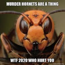 The best memes from instagram, facebook, vine, and twitter about charlotte hornets. 102 Terrifying And Hysterical Murder Hornet Memes Thefunnyconservative
