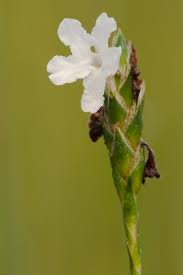 Image result for Elytraria