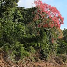 Image result for Ceiba